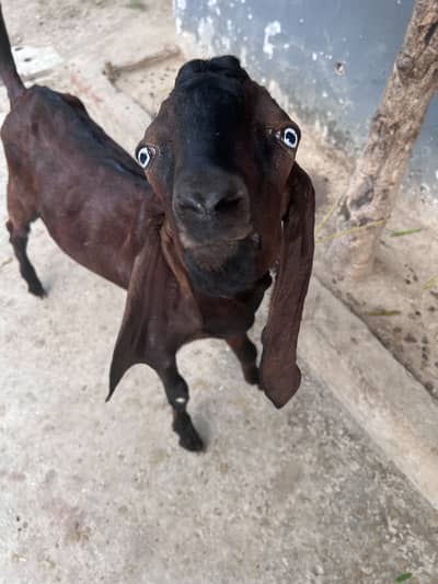 Two Goats for sale