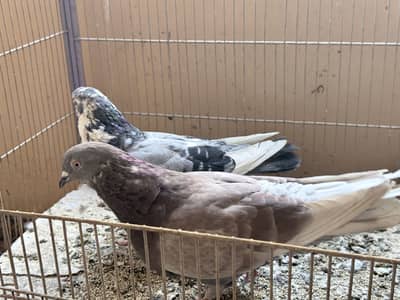 Beautiful kabootar pair for Sale — healthy and active