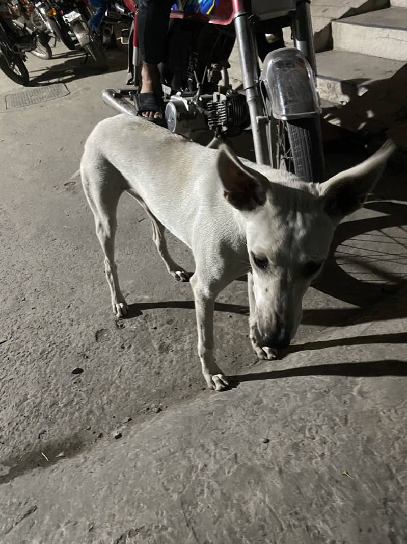 Aghani kuchi 0
