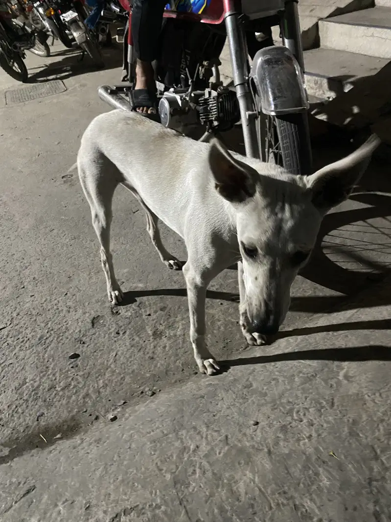 Aghani kuchi