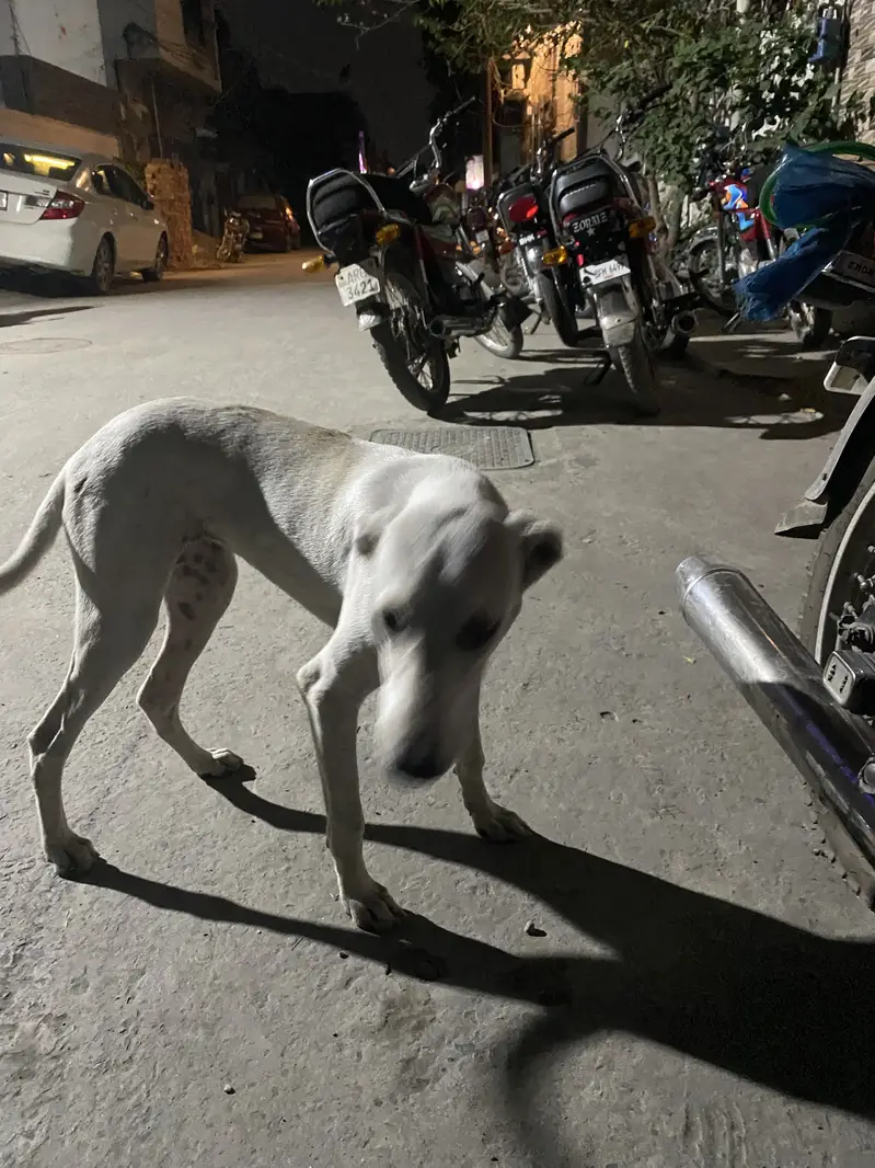 Aghani kuchi — photo 2