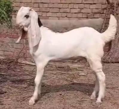 abluk bakra