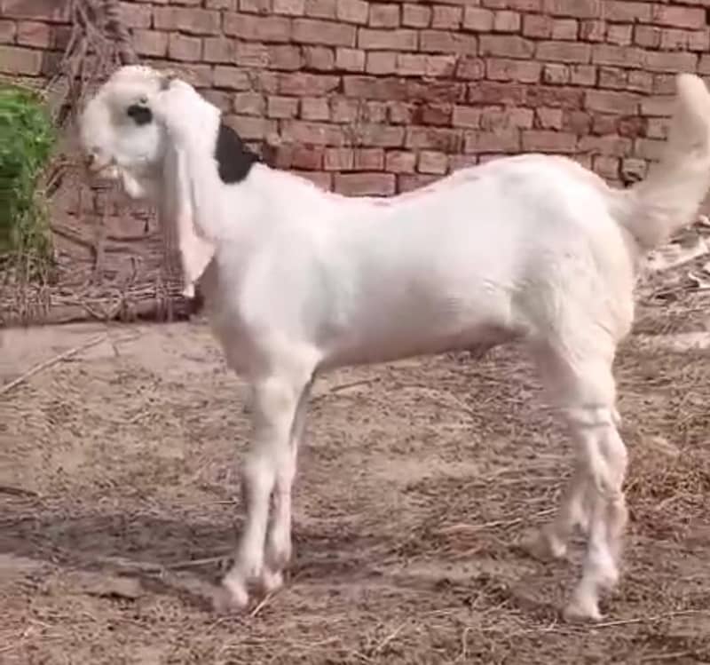 abluk bakra 1