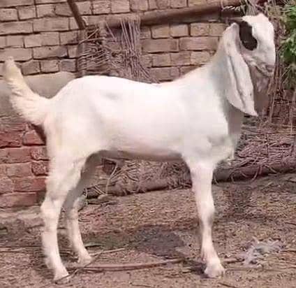 abluk bakra 2