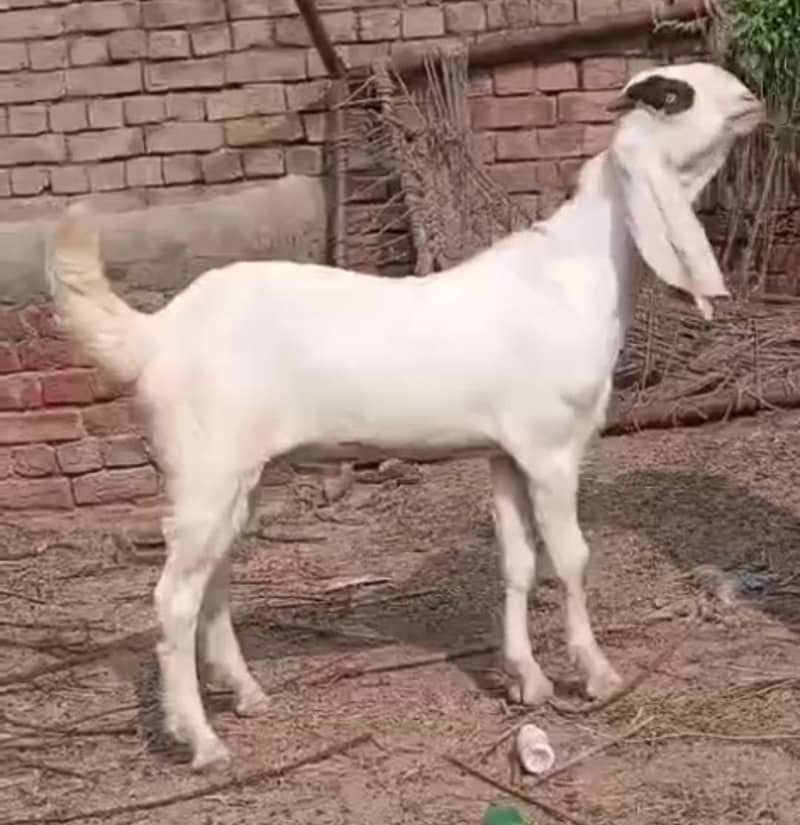 abluk bakra 3