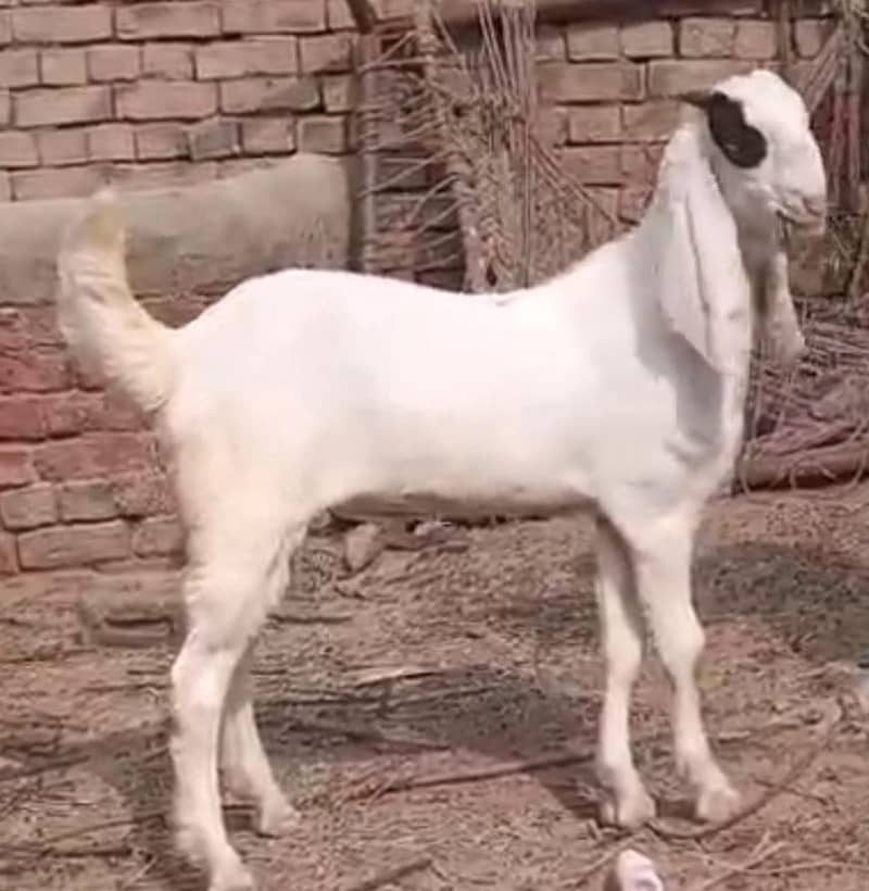 abluk bakra 4