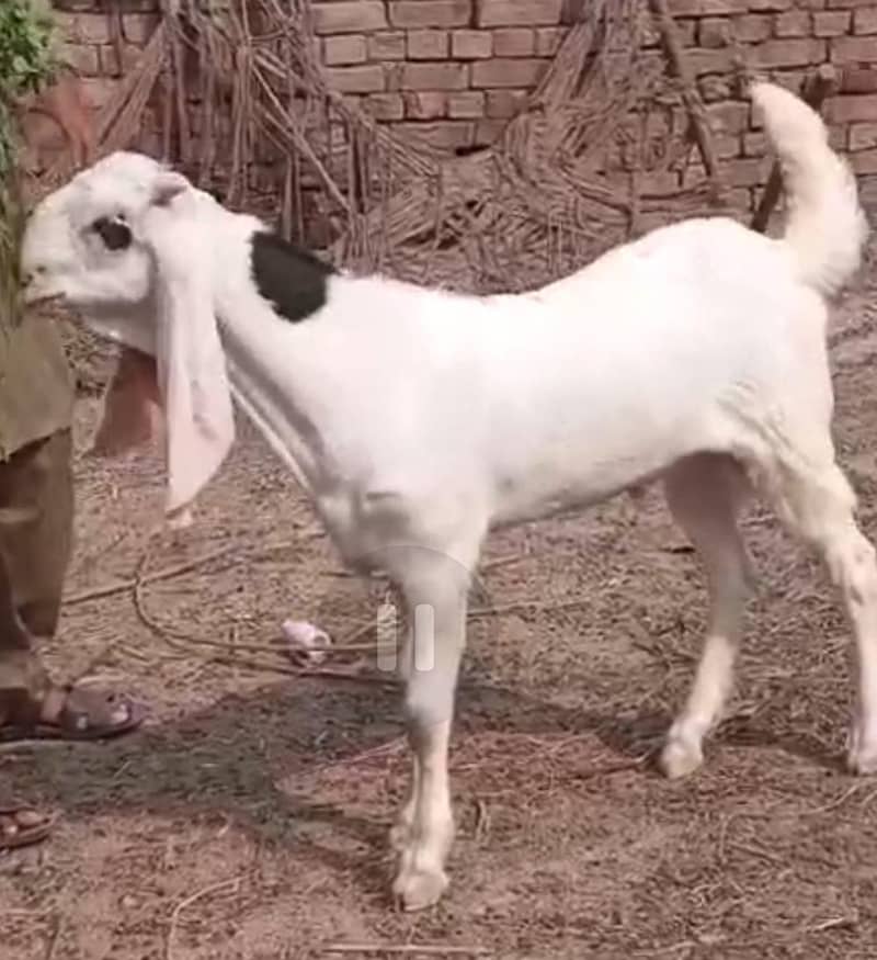 abluk bakra 5