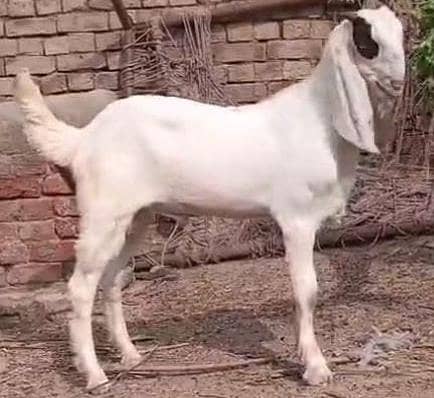 abluk bakra 6