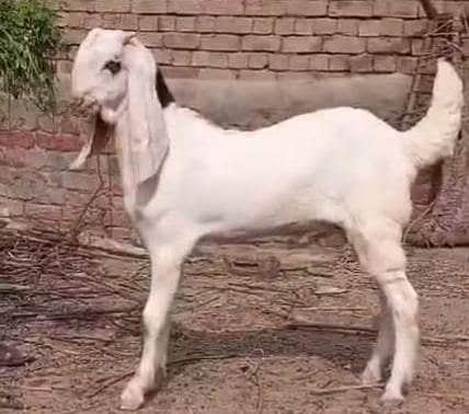 abluk bakra 7