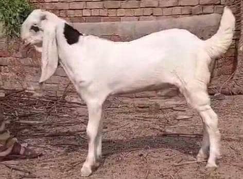 abluk bakra 8