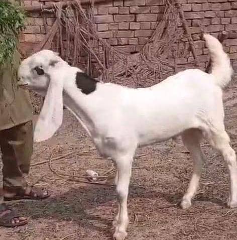 abluk bakra 9