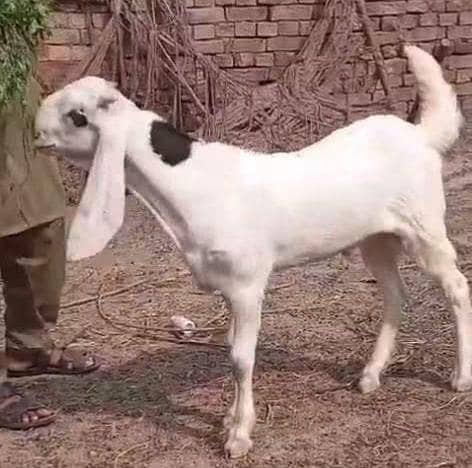 abluk bakra 10
