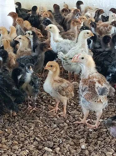 Desi chicks of 1 month