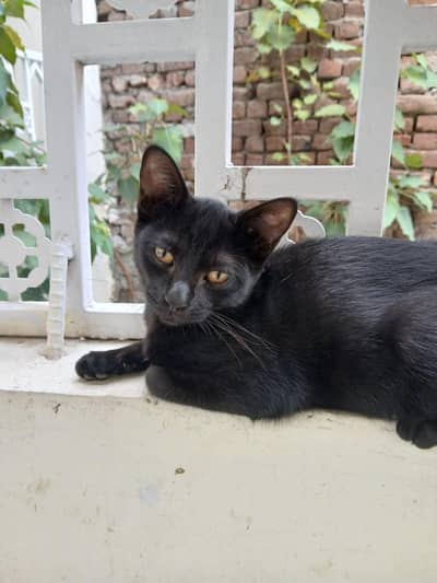 cats Available for adoption
