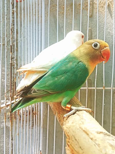 Aqua B1 split ino MALE × Albino red eye FEMALE