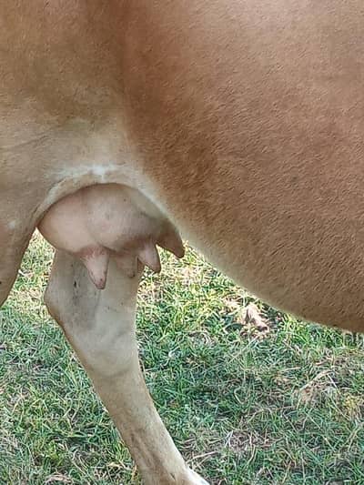 pure gersy cow