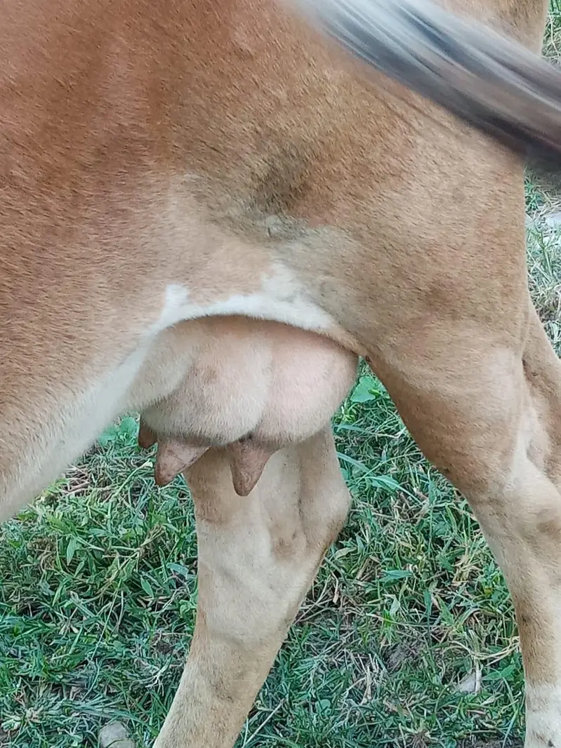 pure gersy cow — photo 2