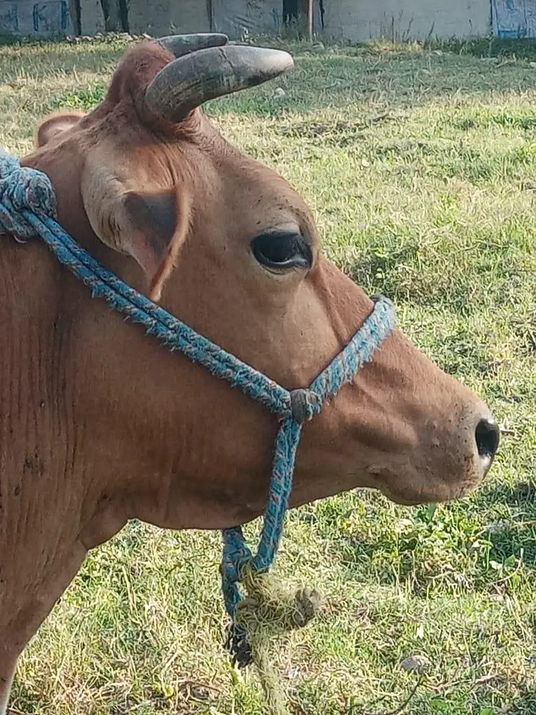pure gersy cow — photo 3