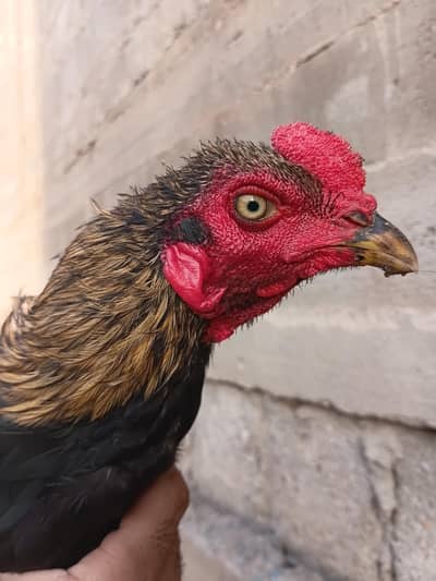 Aseel For Sale