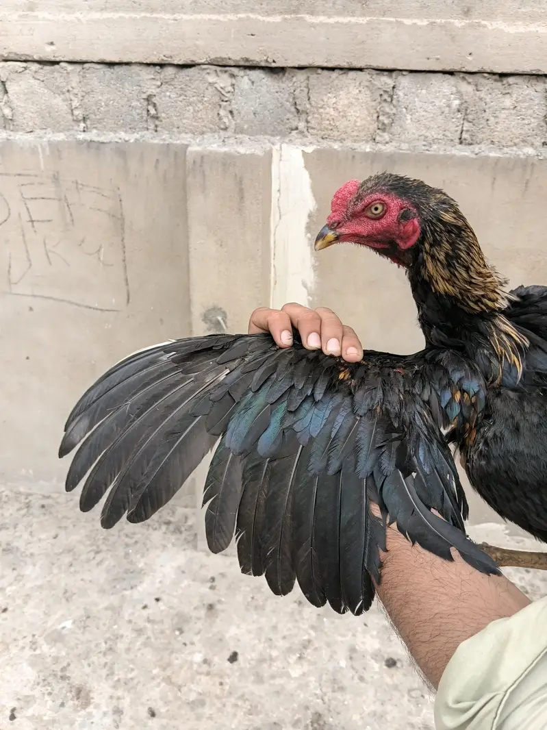 Aseel For Sale — photo 2