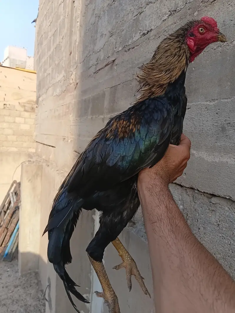Aseel For Sale — photo 4