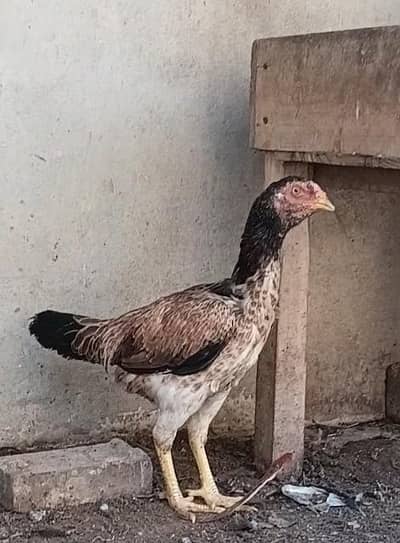 Aseel For Sale