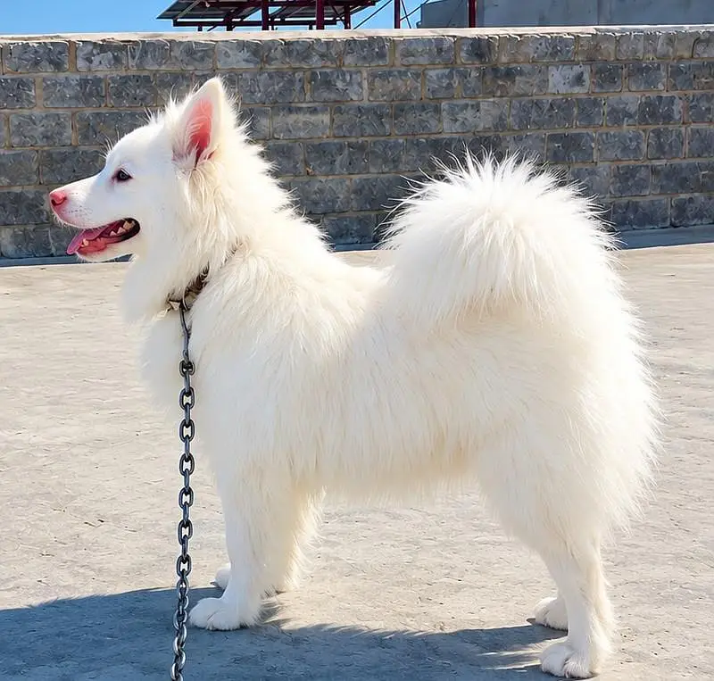 Beautiful White Female Russian Dog for Sale — photo 2