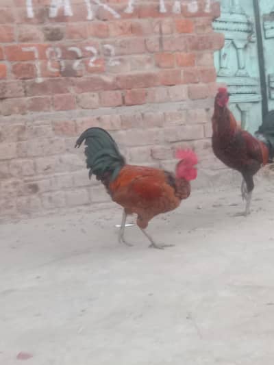 Desi cross murgy 2 murgy Ghar k paky