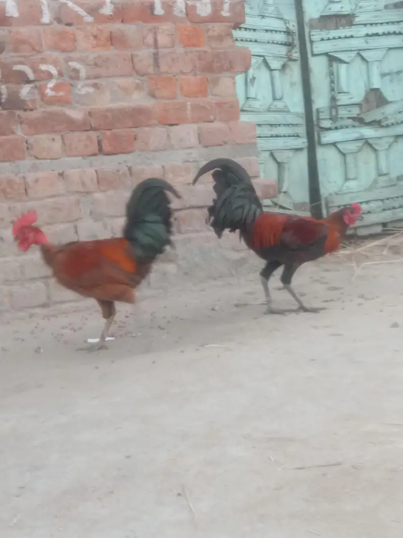 Desi cross murgy 2 murgy Ghar k paky — photo 2