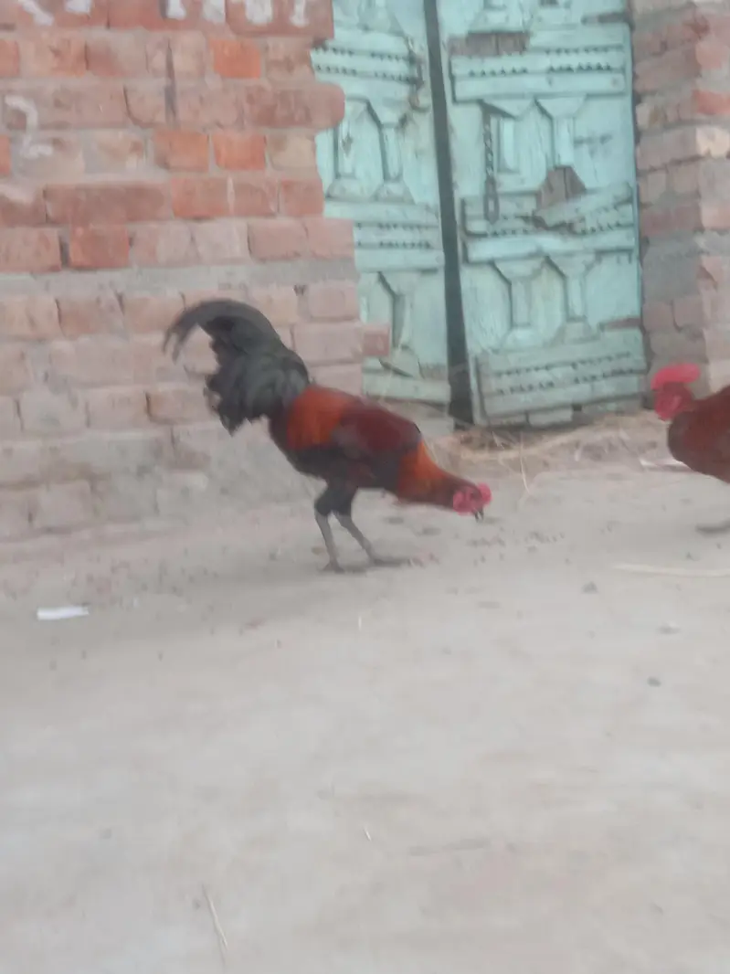 Desi cross murgy 2 murgy Ghar k paky — photo 3