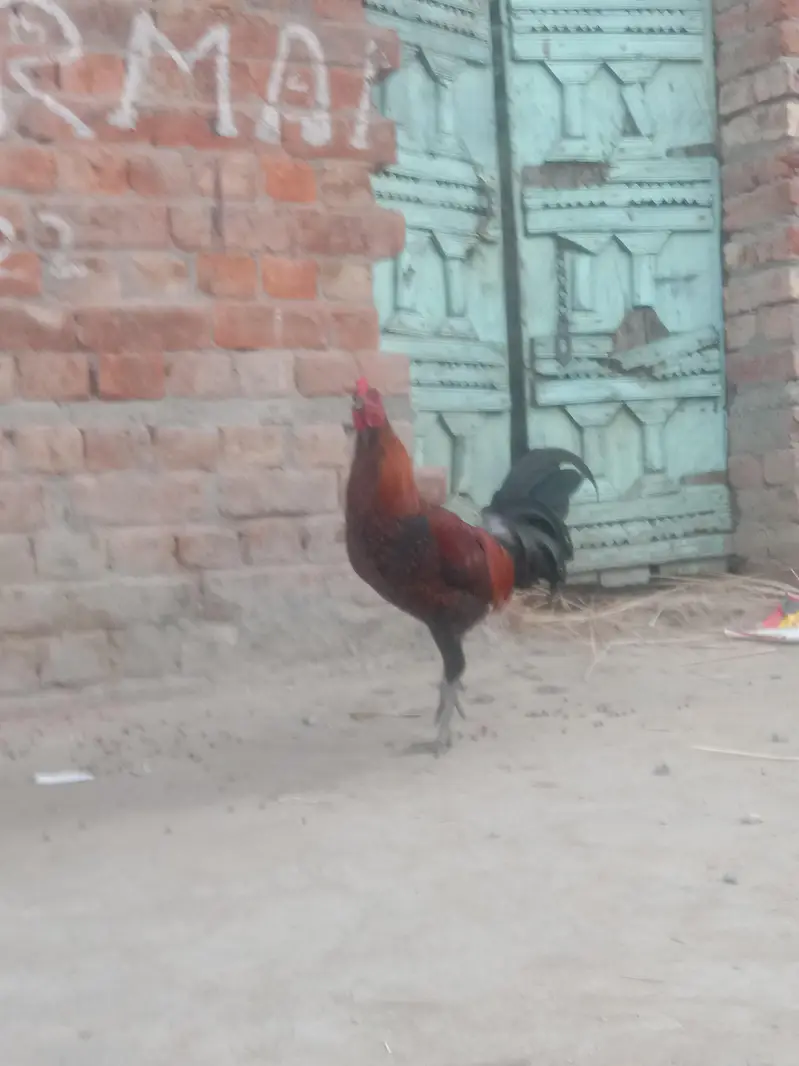 Desi cross murgy 2 murgy Ghar k paky — photo 4
