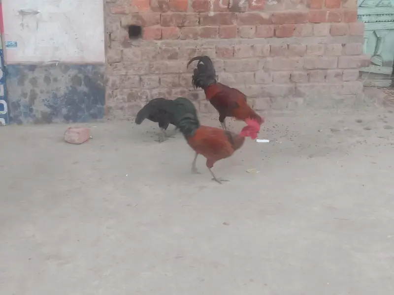 Desi cross murgy 2 murgy Ghar k paky — photo 5