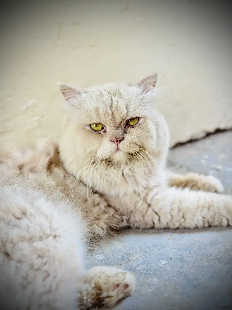 Only for breeding — photo 7