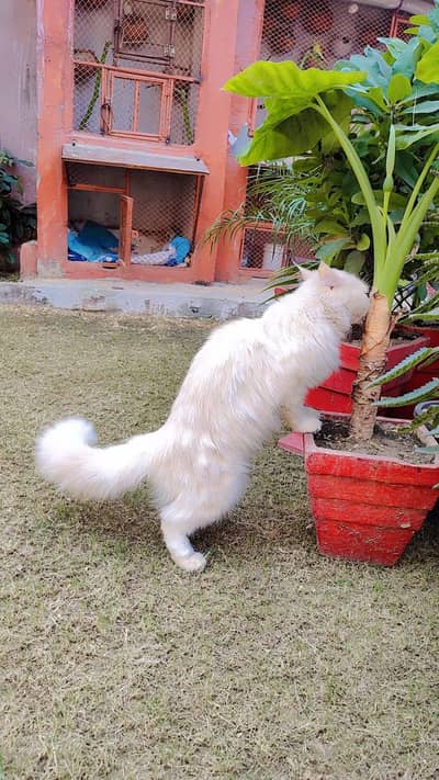 Heavy Triple Coat Persian Female caf