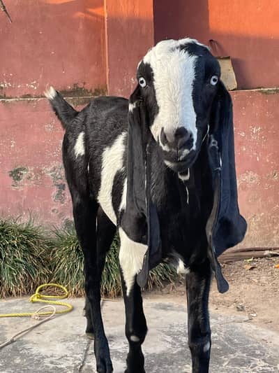 Goat for sale