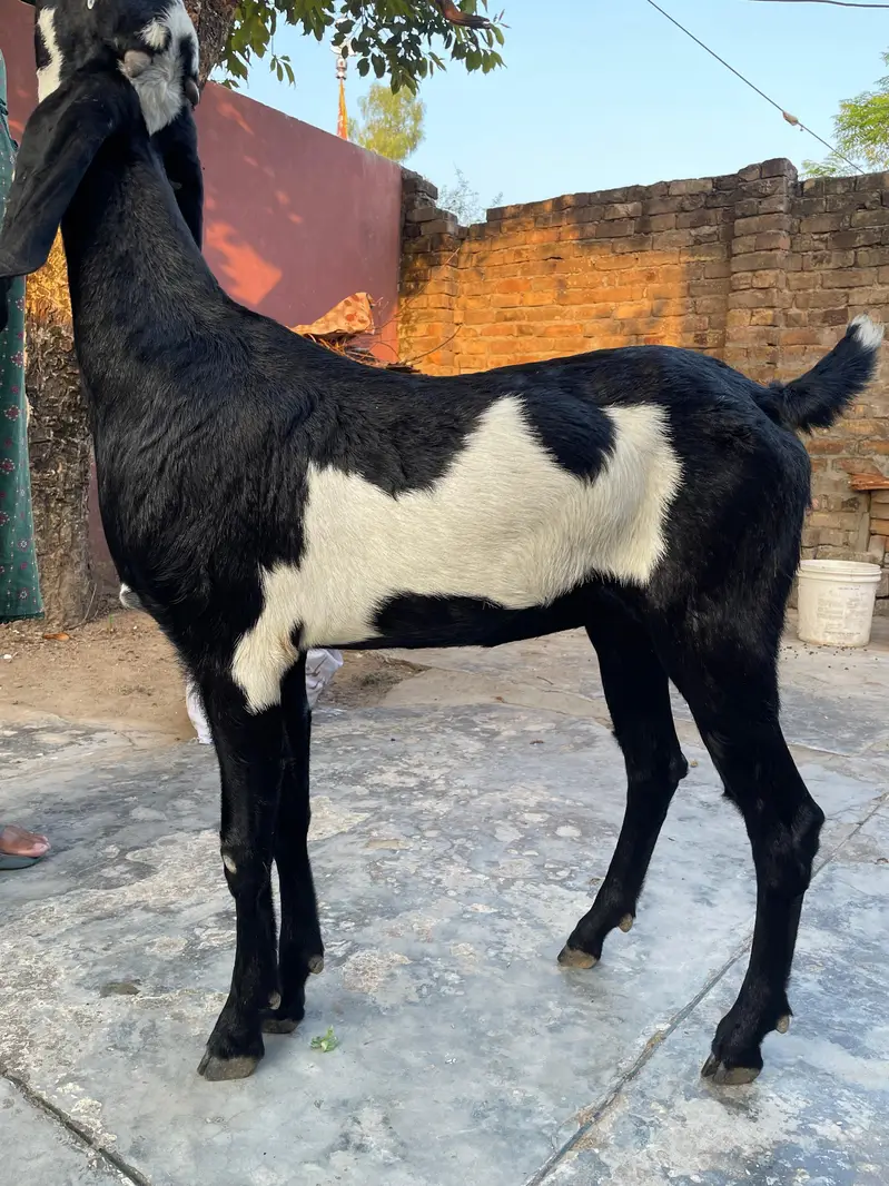 Goat for sale — photo 2