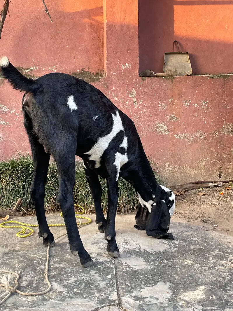 Goat for sale — photo 3