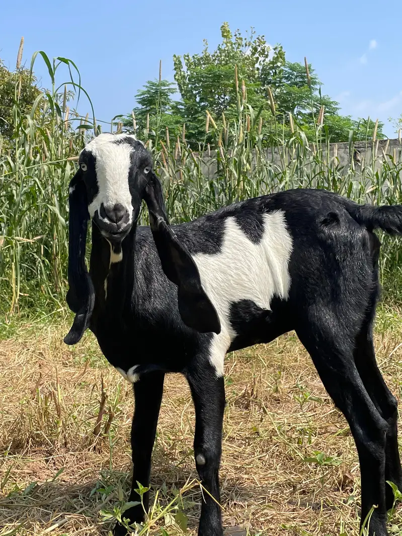 Goat for sale — photo 4