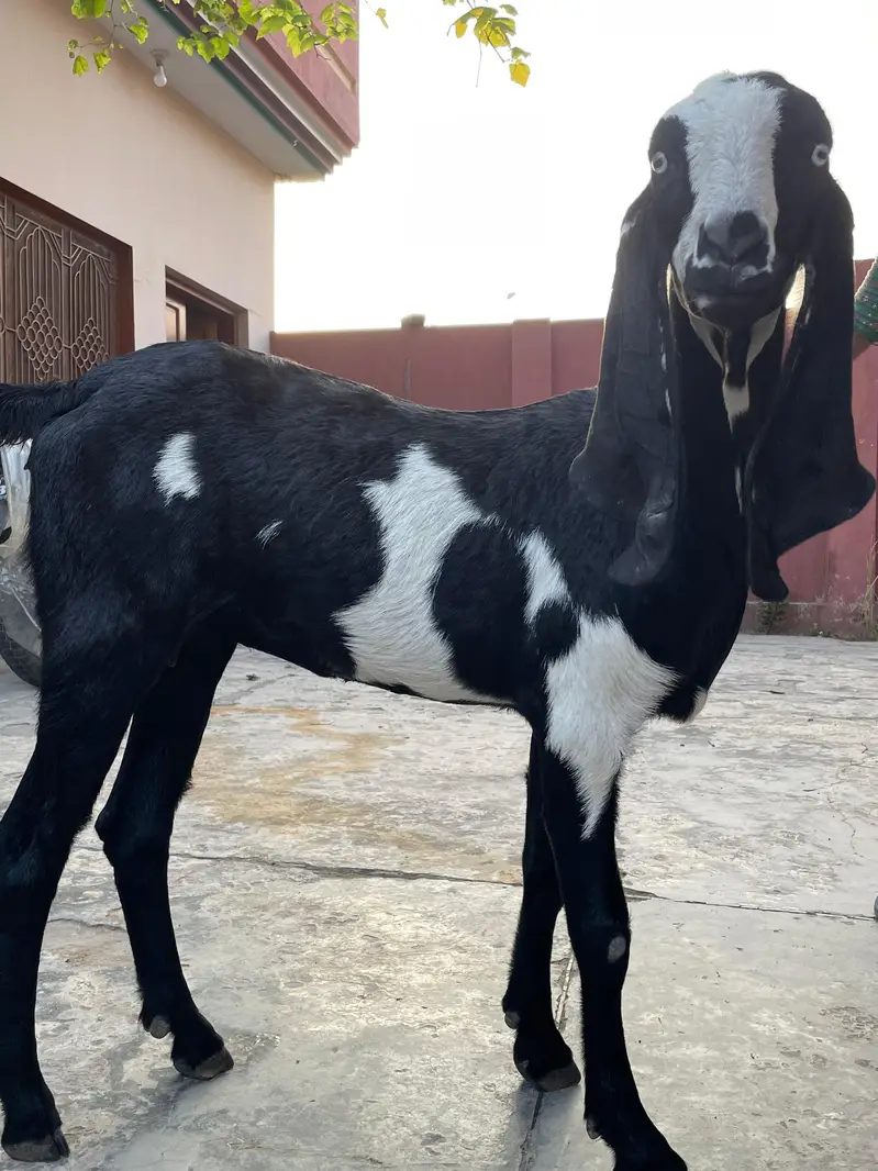 Goat for sale — photo 5