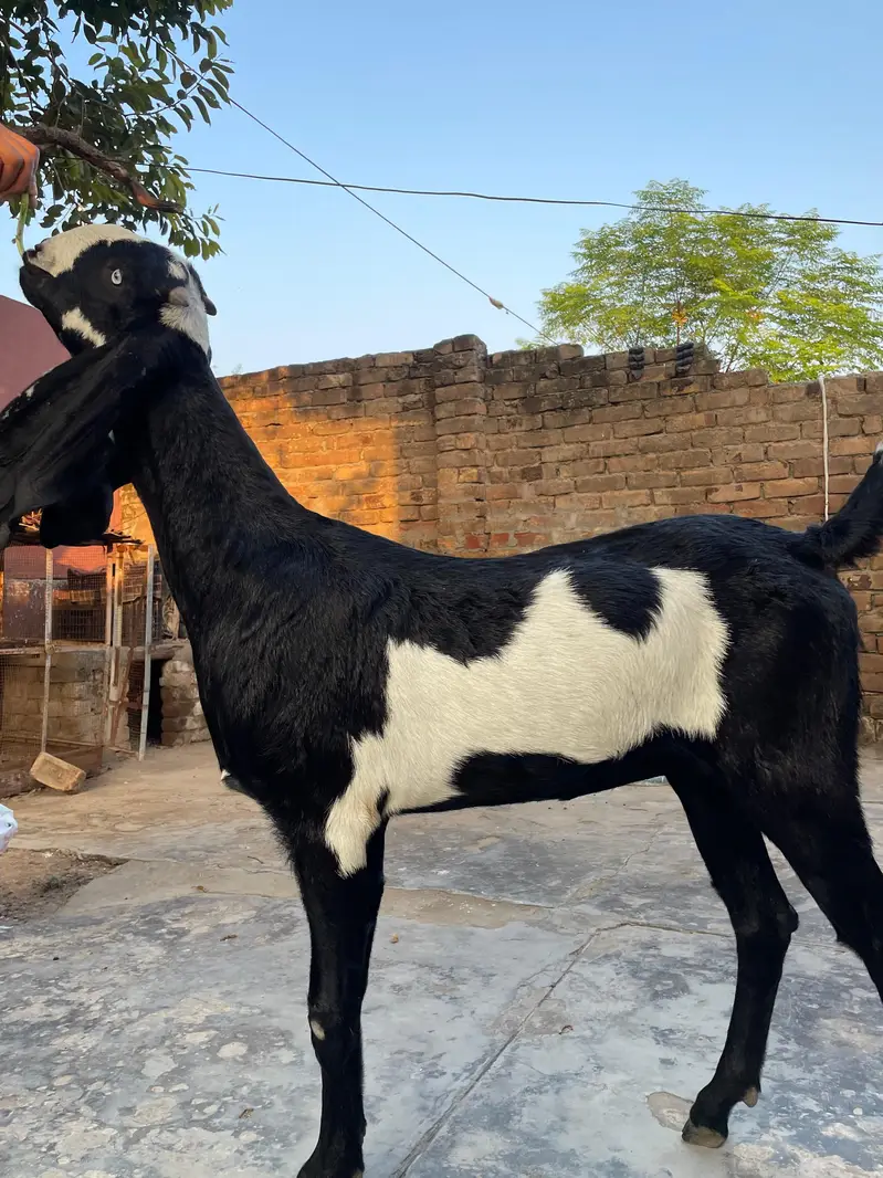 Goat for sale — photo 6