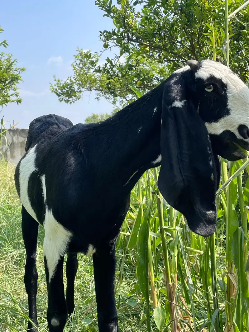 Goat for sale — photo 7