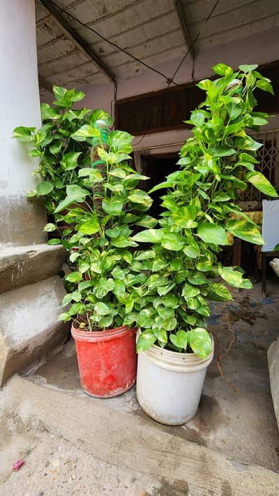 Large Mature Golden Money Plant / Pothos for Sale – Karachi