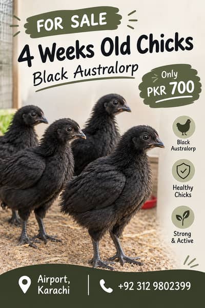 4 Weeks Old Black Australorp Chicks