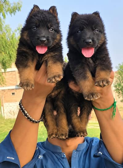 German Shepherd double coat pair 2 month for sale