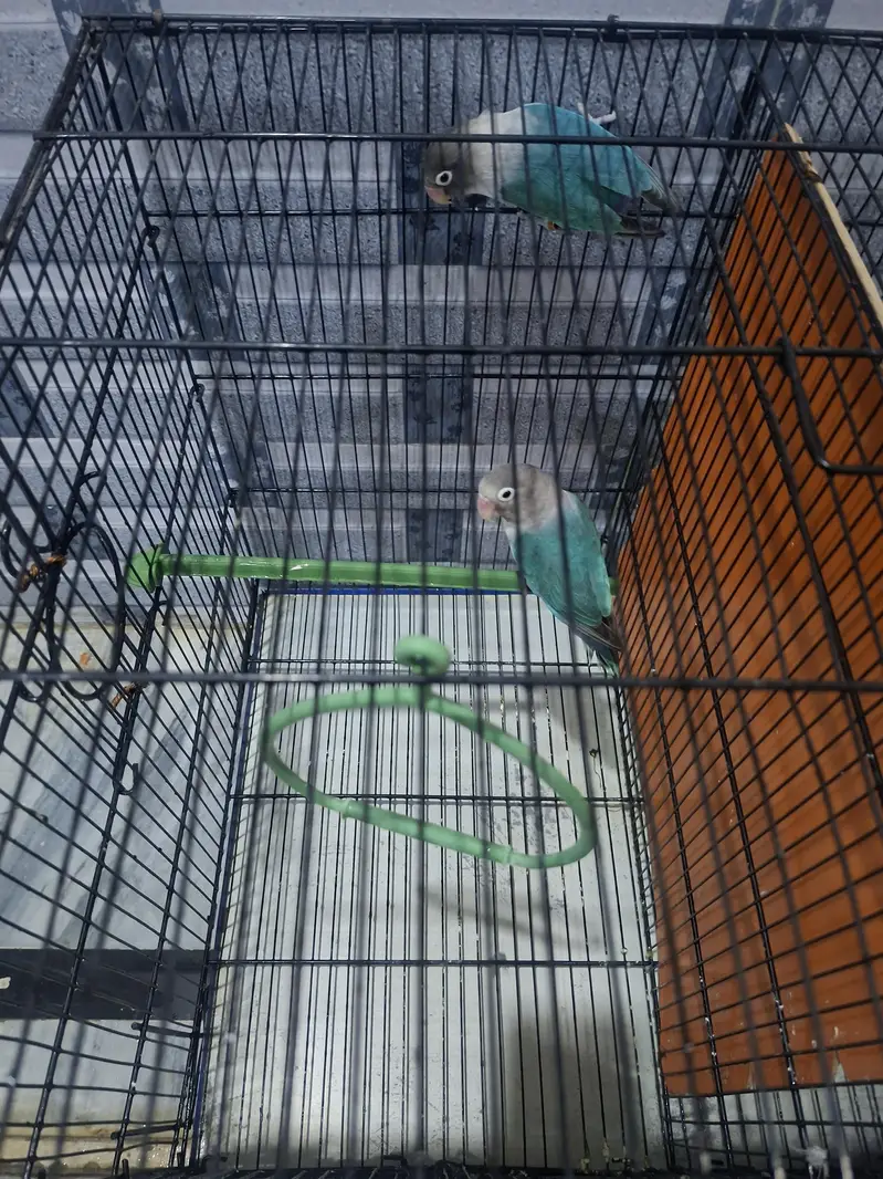 Pair of Perrots