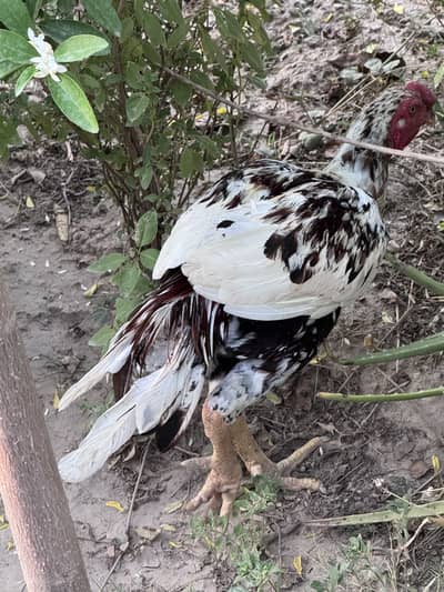 Aseel Breeder Male for sale