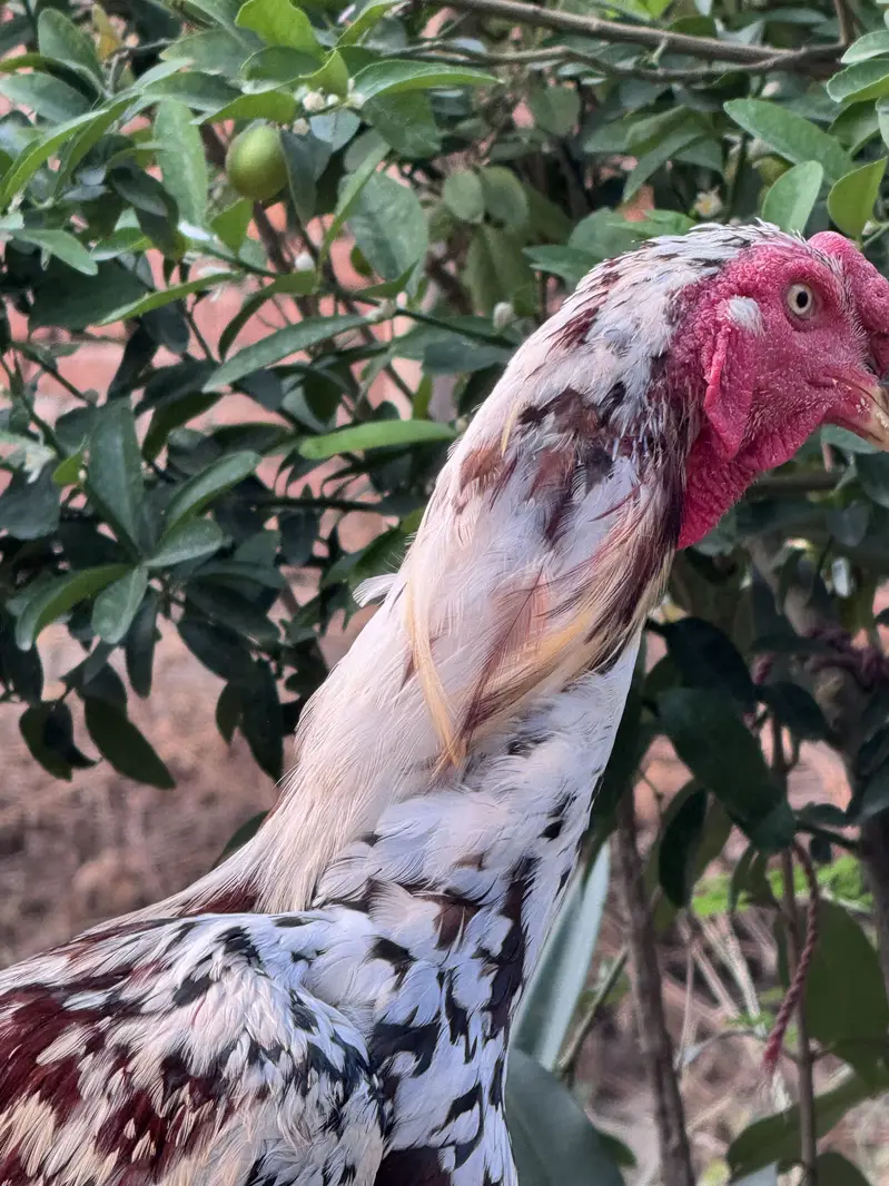 Aseel Breeder Male for sale — photo 2