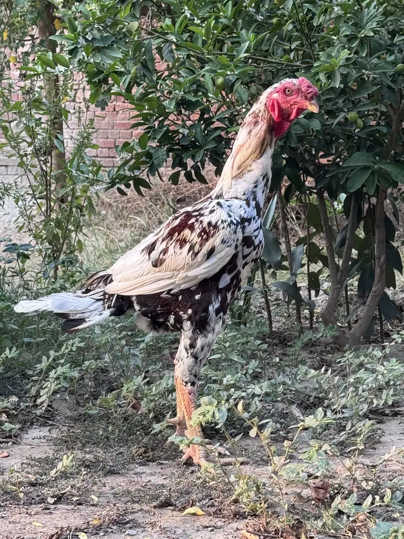 Aseel Breeder Male for sale — photo 3