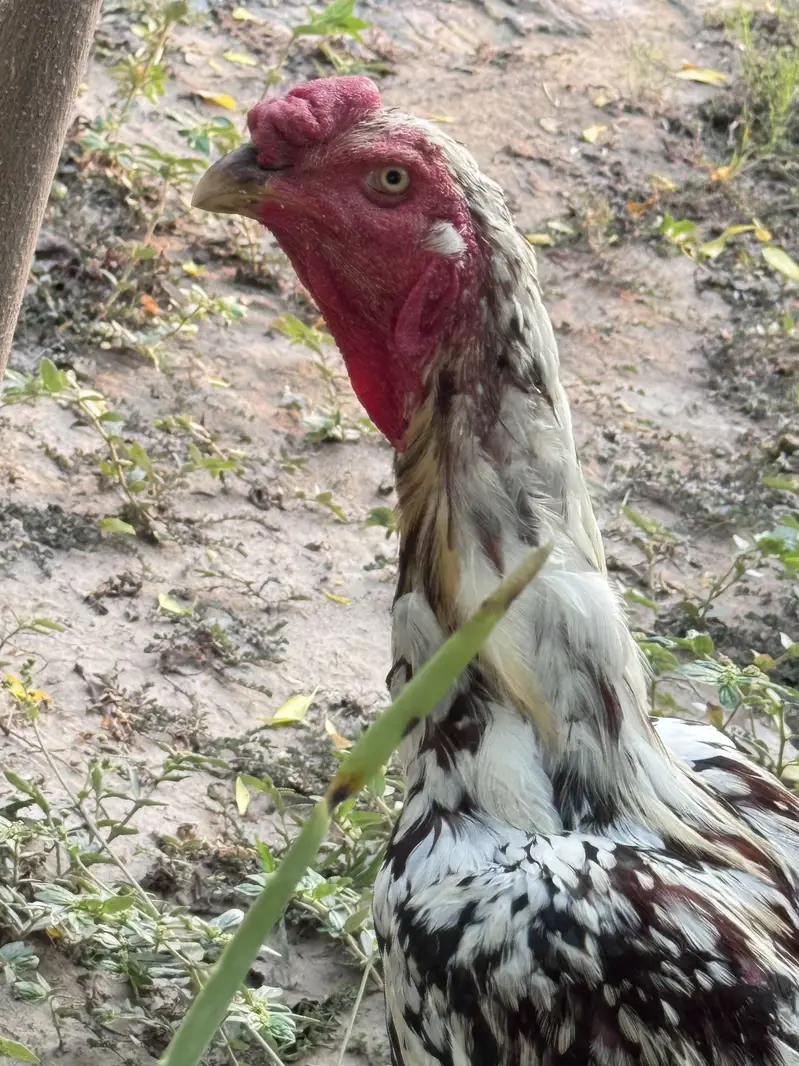 Aseel Breeder Male for sale — photo 4
