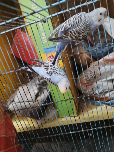 Blue Breeder pair available